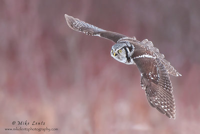 Northern Hawk Owl banking in the willows
