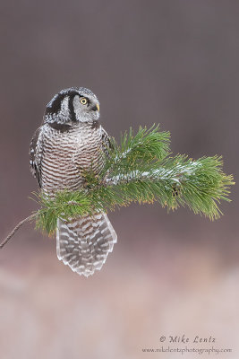 Northern Hawk Owl on pine