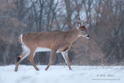 Buck strolls in snowfall 