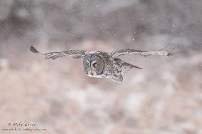 Great Gray owl flies in snowfall