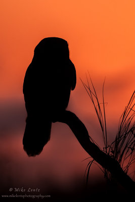Northern Hawk Owl sunset silhouette