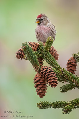 Common Redpoll on pines