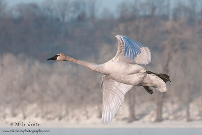 Trumpeter Swan in flight 