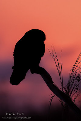 Northern hawk Owl silhouette 