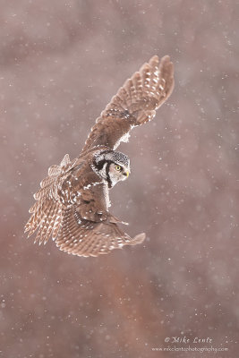 Northern Hawk Owl 