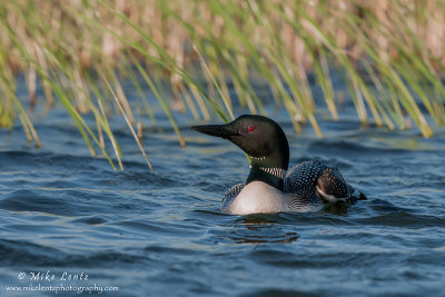 Loon in reeds