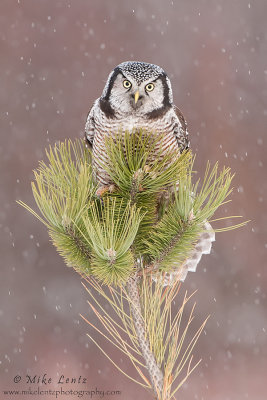 NHO on bushy pine in snow 