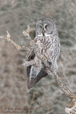 Great Gray Owl on perch