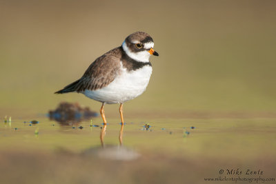 Semi Palmated plover on open waters
