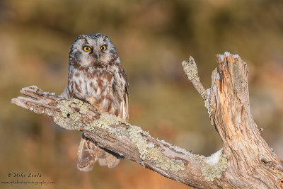 Boreal Owl on lichen covered branch