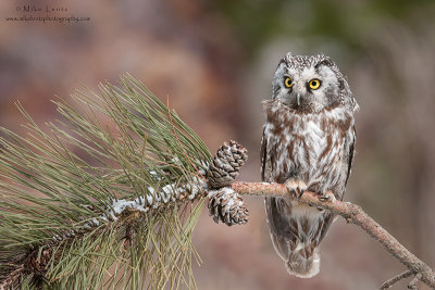 Boreal owl on pine
