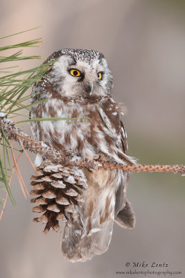 Boreal Owl on Pine cone
