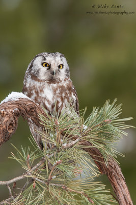 Boreal Owl 