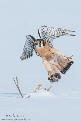 Kestral bursts from snow