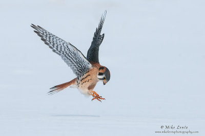 Kestral attacks over clean snow