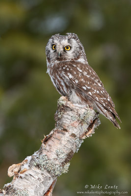 Boreal owl on birch log