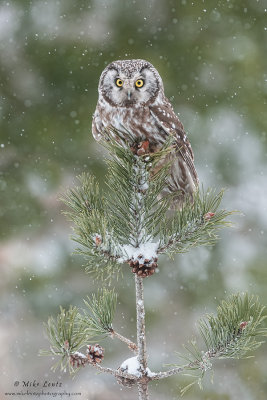Boreal Owl in snowfall