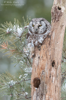Boreal Owl on dead tree