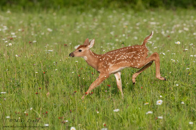 Bambi bursts in flowers