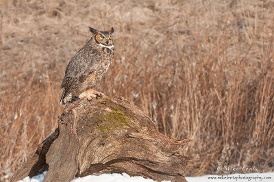 Great Horned Owl