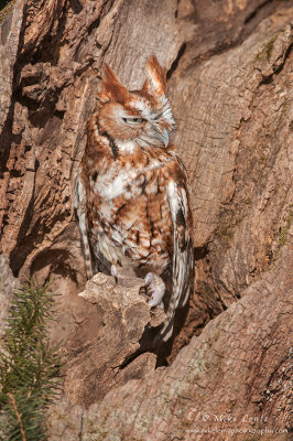 Red morph Eastern-Screech Owl 