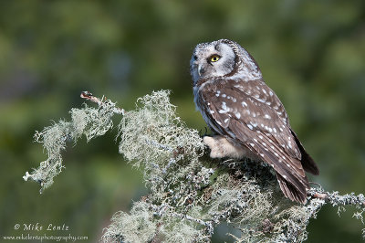 Boreal Owl on lichen clump