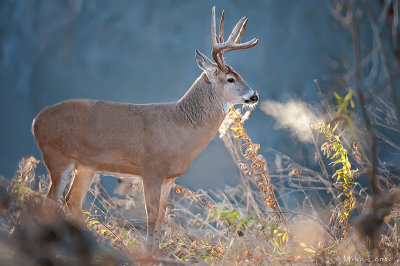 8 point buck backlit with steam 