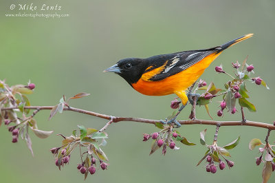 Baltimore Oriole on buds 