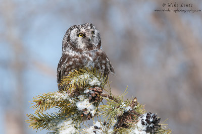 Boreal stare on snowy pines 