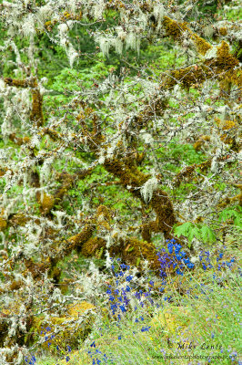 Columbia River Gorge mossy hillside