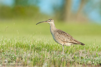Long billed curlew 