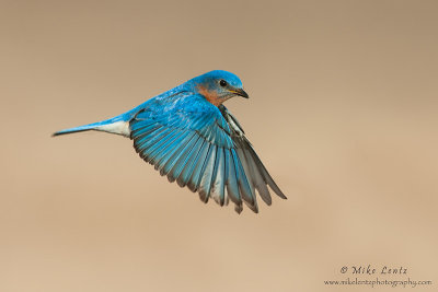 Bluebird in flight across field 
