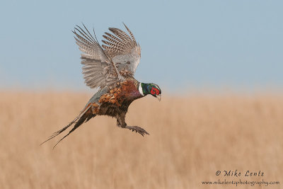 Pheasant landing