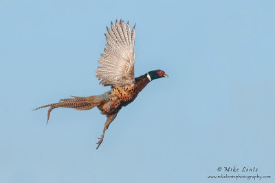 Rooster blasts off