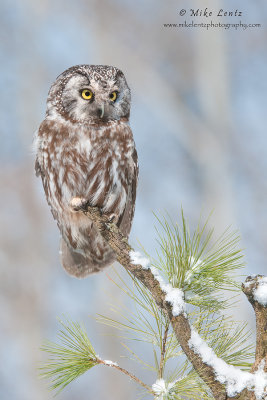Boreal Owl on alert