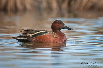 Cinnamon teal (drake)