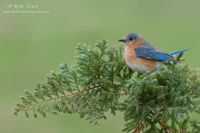Bluebird relaxed on perch
