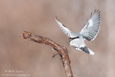 Northern Shrike lands on perch 