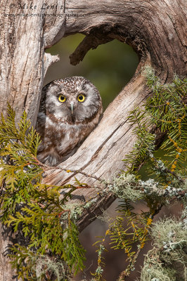 Boreal Owl in log