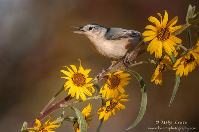 White breasted nuthatch on yellow flowers