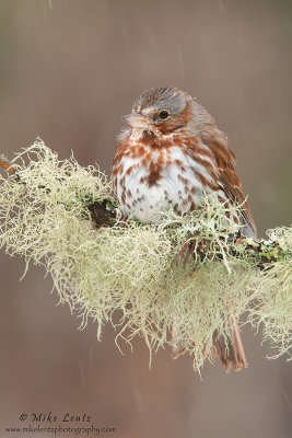 Fox sparrow on mossy perch 