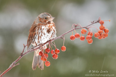 Fox Sparrow on berries