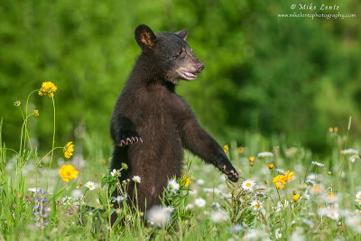 Bear cub upright 