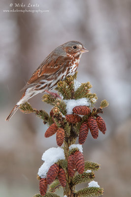 Fox Sparrow on pine