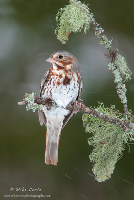 Fox sparrow in snowfall