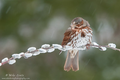 Fox sparrow on pussywillow