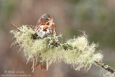 Fox sparrow -  lichen beauty 