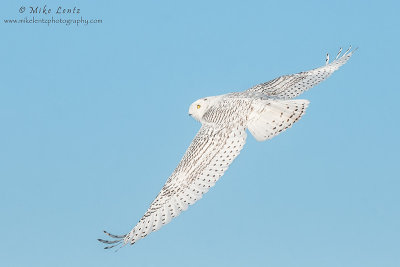 Snowy owl flys away 