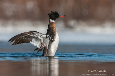 Red-breasted Merganser wing flap