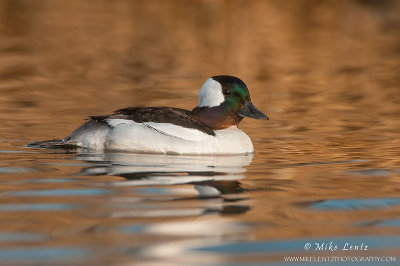 Bufflehead on golden waters 